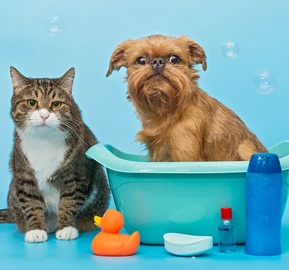 A cat and a small dog sitting beside a pet bath with cleaning supplies